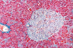Pancreatic islet histology