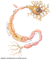 Structure of a neuron