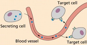 Hormone transport in blood to target cells