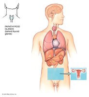 Major endocrine glands in the human body