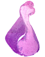 Pituitary gland structure: anterior and posterior lobes