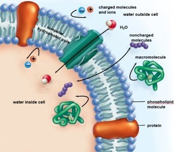 Diagram of cell membrane showing selective permeability
