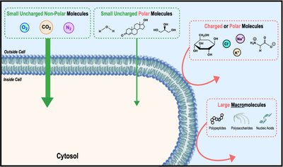 Map of biological membrane transport types