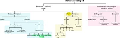 Cell transport classification chart