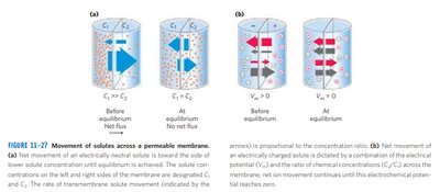 Movement of solutes across a permeable membrane