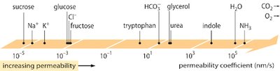 Permeability coefficient chart for various molecules