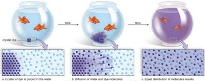 Diffusion of dye in water as an analogy for membrane diffusion