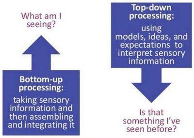 Bottom-up and top-down processing diagram