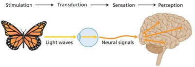 Diagram of transduction from light waves to neural signals