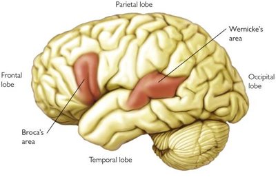 Brain areas involved in language