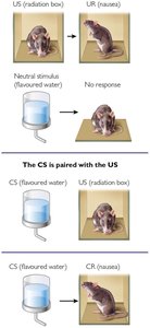 Diagram of conditioned taste aversion in rats