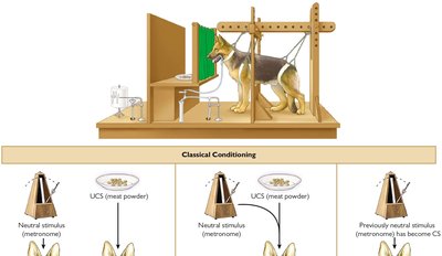 Diagram of Pavlov's classical conditioning experiment with a dog