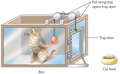 Thorndike's puzzle box with a cat