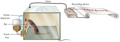 Skinner box with a rat