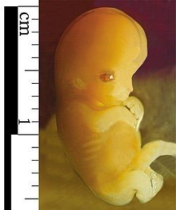 Human embryo at early stage