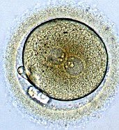 Zygote under microscope