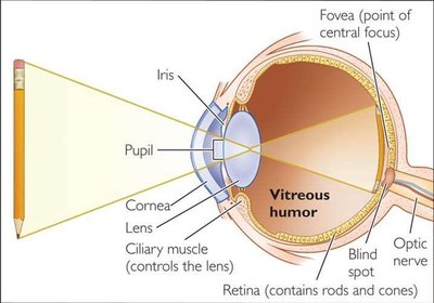 Cross-section of the eye