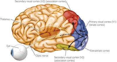 Visual cortex in the brain