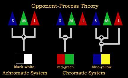 Opponent process theory diagram