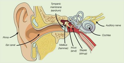 Detailed ear anatomy with ossicles and cochlea