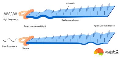 Basilar membrane and pitch perception