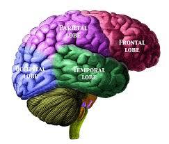 Brain lobes diagram