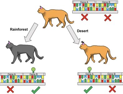 Diagram showing how different environments (rainforest vs. desert) can affect gene expression in animals.