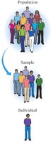 Diagram showing population, sample, and individual