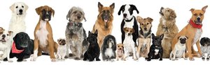 Dogs of various breeds and sizes