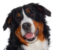 Dog as an individual