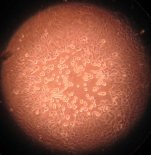 Microscopic view of cells as individuals