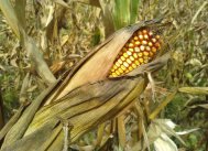 Corn as an individual