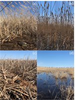 Photographs of habitat before and after treatment