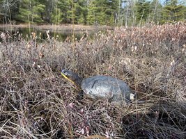 Photograph of a Blanding's turtle in its habitat