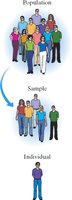 Diagram showing population, sample, and individual