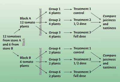 Diagram of blocked experiment with tomato plants