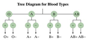 Tree diagram for blood types
