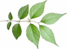 Stem-and-leaf plot example