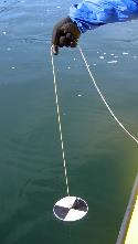 Secchi disk being lowered into water for clarity measurement