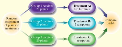Completely randomized design for fertilizer experiment